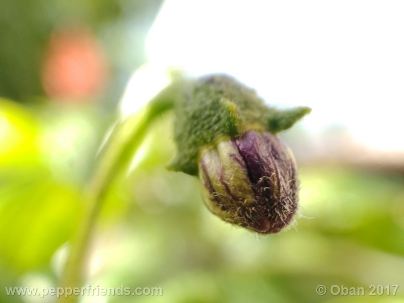 rocoto-sisidro_002_fiore_01.jpg