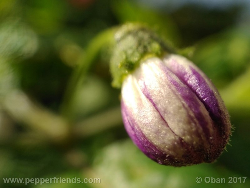 rocoto-sisidro_002_fiore_02.jpg