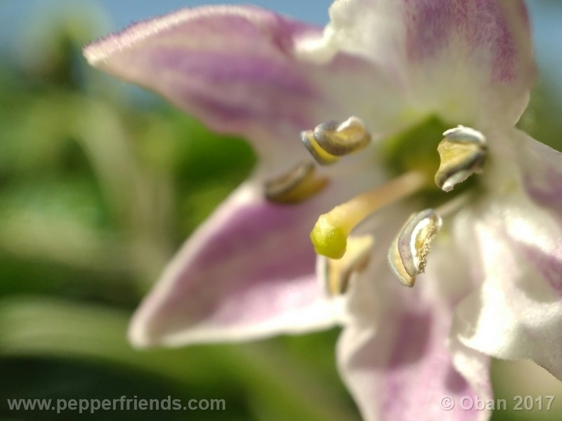 rocoto-sisidro_002_fiore_03.jpg