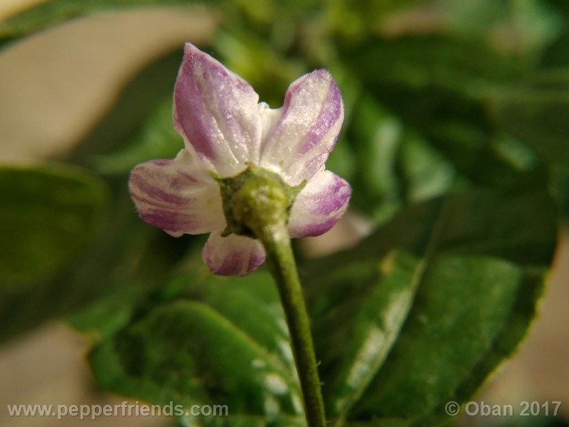 rocoto-sisidro_002_fiore_04.jpg