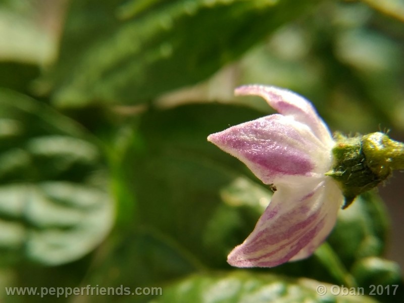 rocoto-sisidro_002_fiore_05.jpg