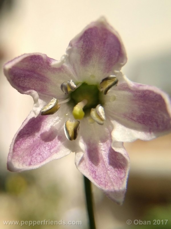 rocoto-sisidro_002_fiore_06.jpg