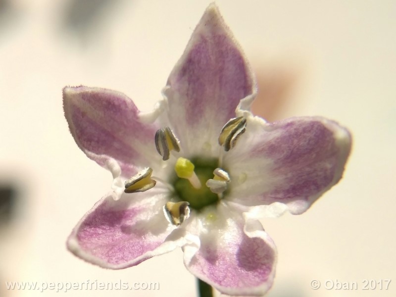 rocoto-sisidro_002_fiore_07.jpg