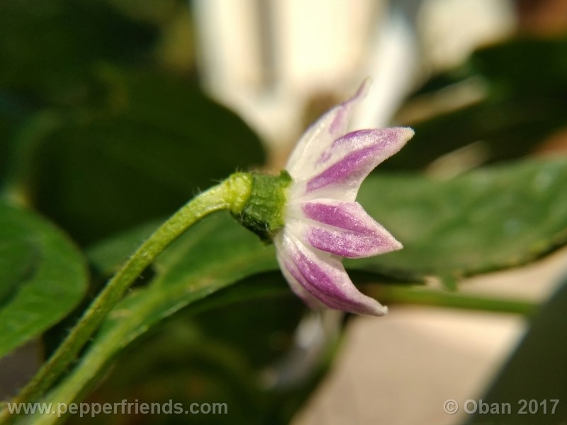 rocoto-sisidro_002_fiore_08.jpg