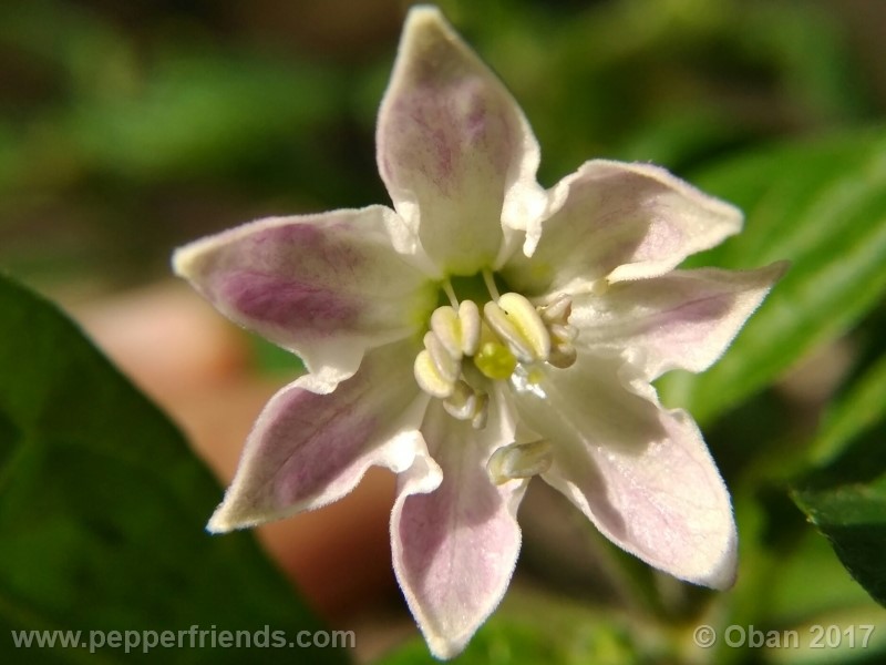 rocoto-sisidro_002_fiore_09.jpg