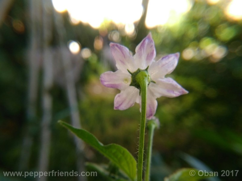 rocoto-sisidro_002_fiore_10.jpg