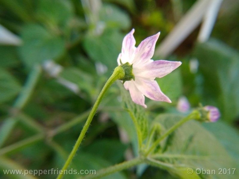 rocoto-sisidro_002_fiore_11.jpg