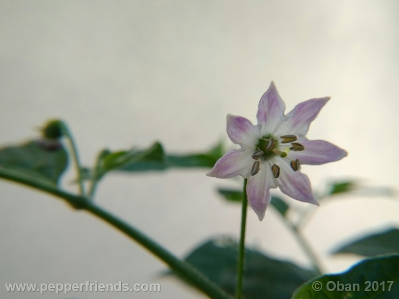 rocoto-sisidro_002_fiore_12.jpg