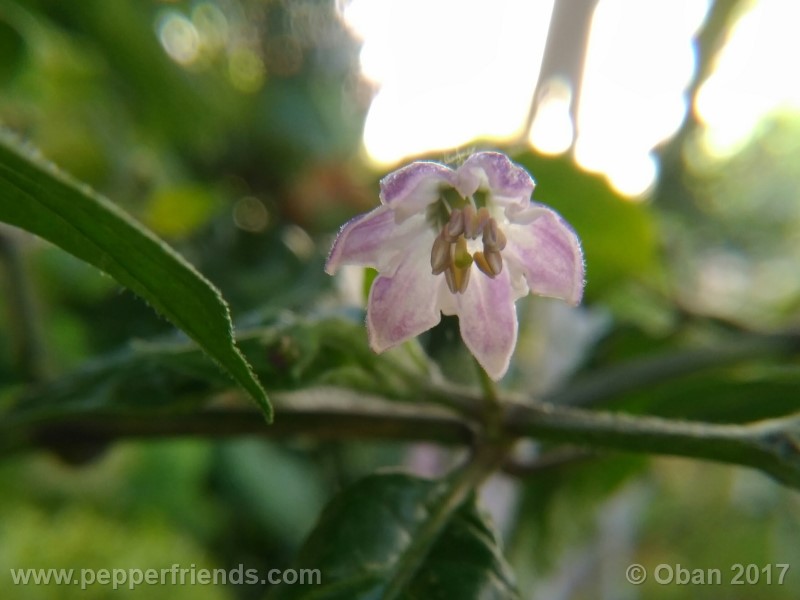 rocoto-sisidro_002_fiore_13.jpg