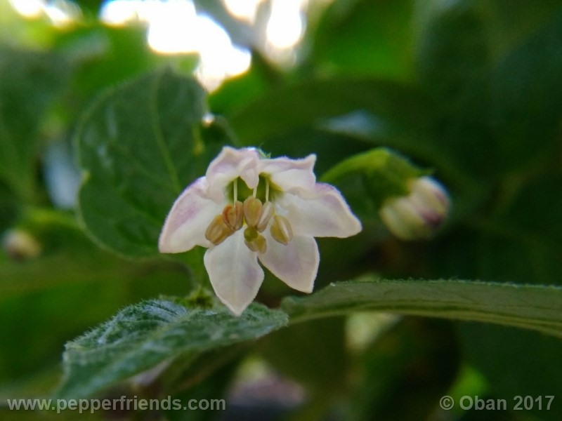 rocoto-sisidro_002_fiore_14.jpg
