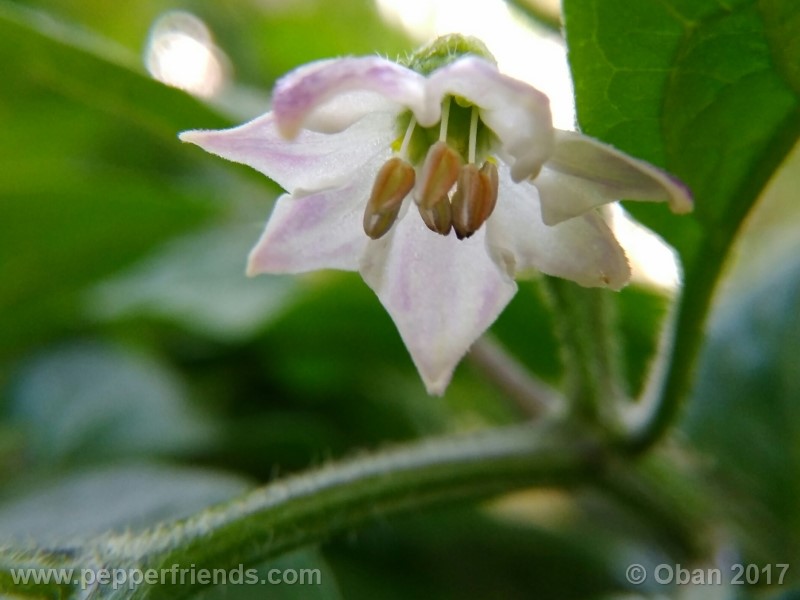 rocoto-sisidro_002_fiore_15.jpg