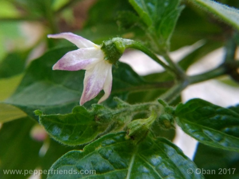 rocoto-sisidro_002_fiore_16.jpg