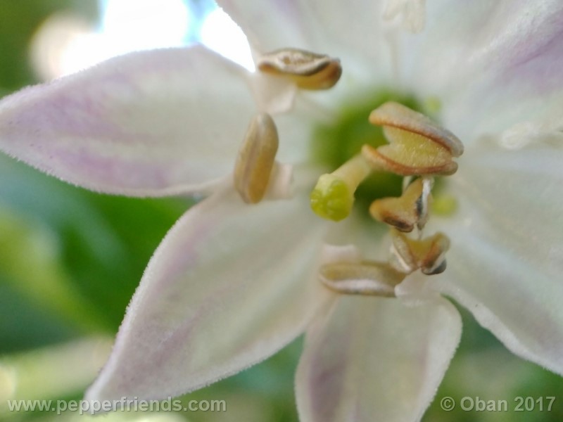 rocoto-sisidro_002_fiore_17.jpg