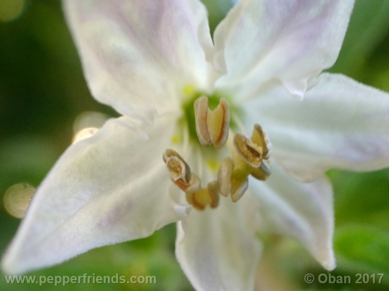 rocoto-sisidro_002_fiore_18.jpg