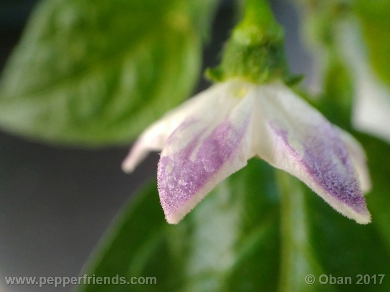 rocoto-sisidro_002_fiore_19.jpg