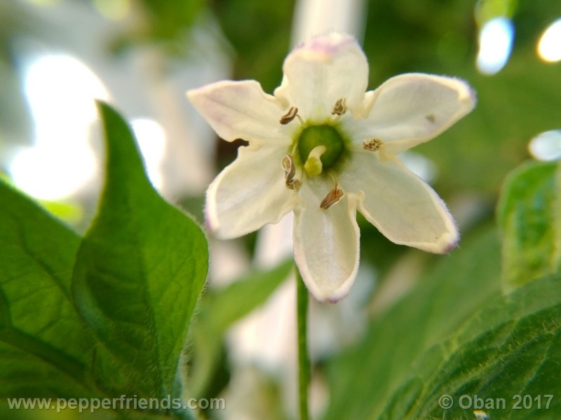 rocoto-sisidro_002_fiore_20.jpg