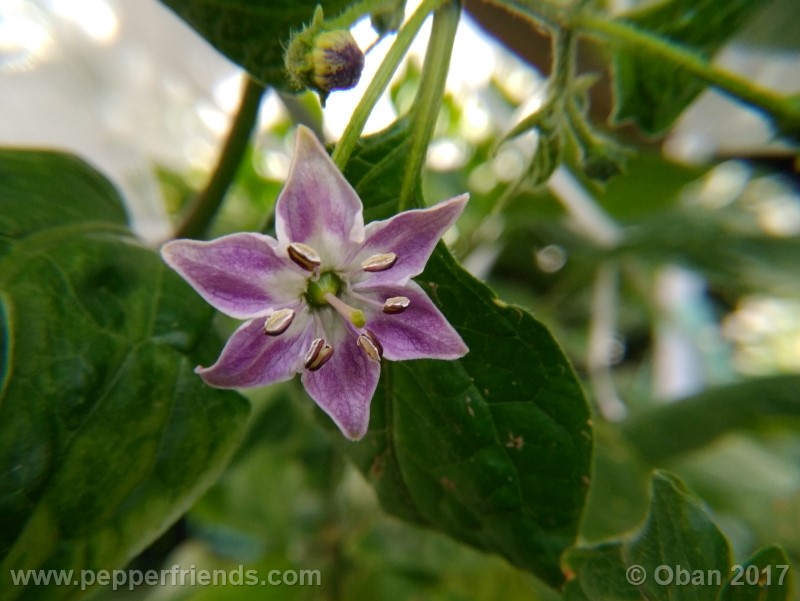rocoto-sisidro_002_fiore_21.jpg