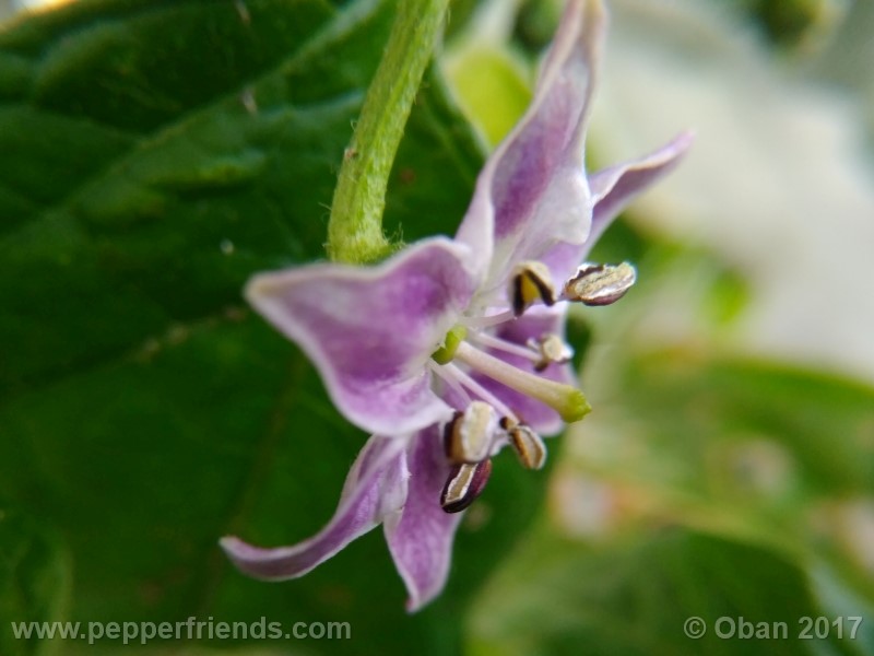 rocoto-sisidro_002_fiore_22.jpg