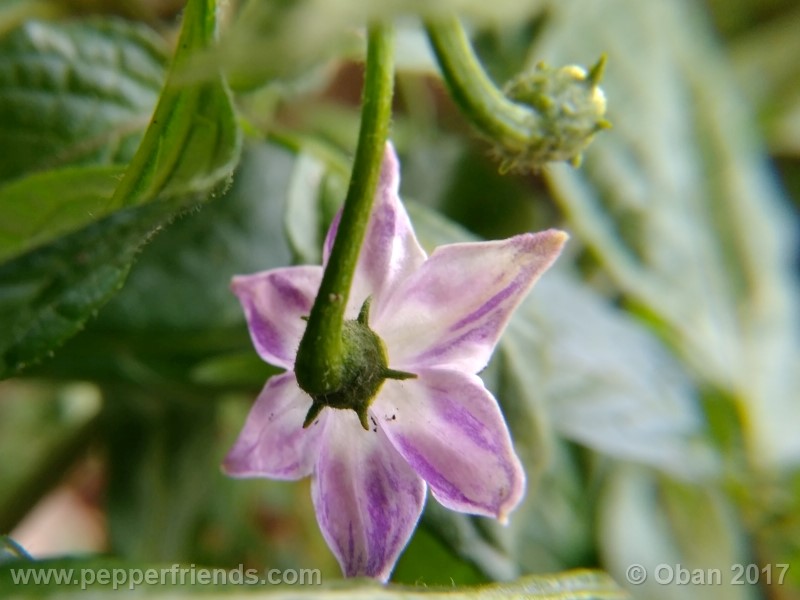 rocoto-sisidro_002_fiore_23.jpg