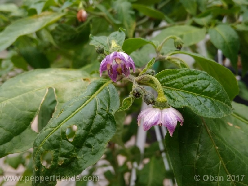 rocoto-sisidro_002_fiore_24.jpg