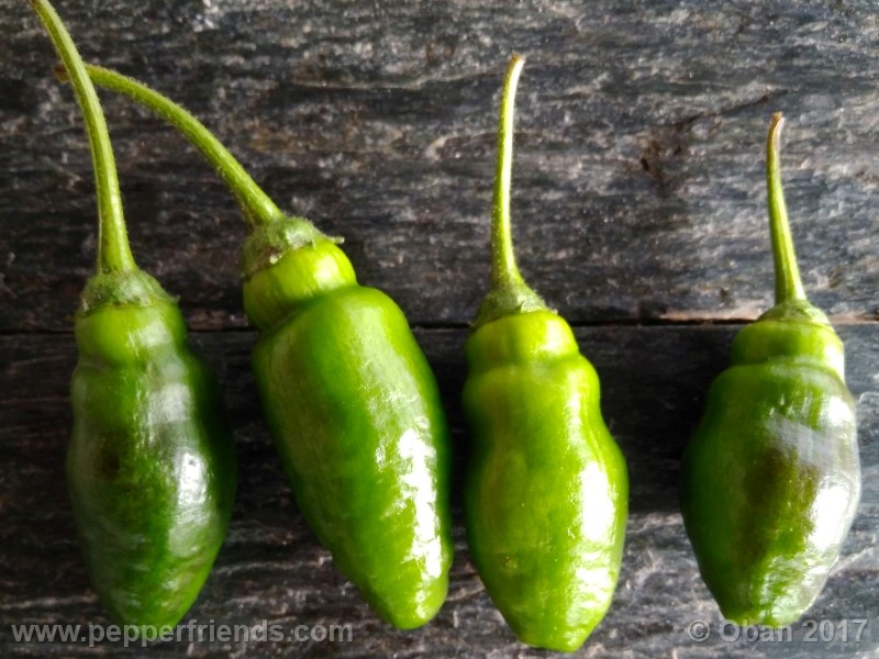 rocoto-sisidro_002_frutto_01.jpg