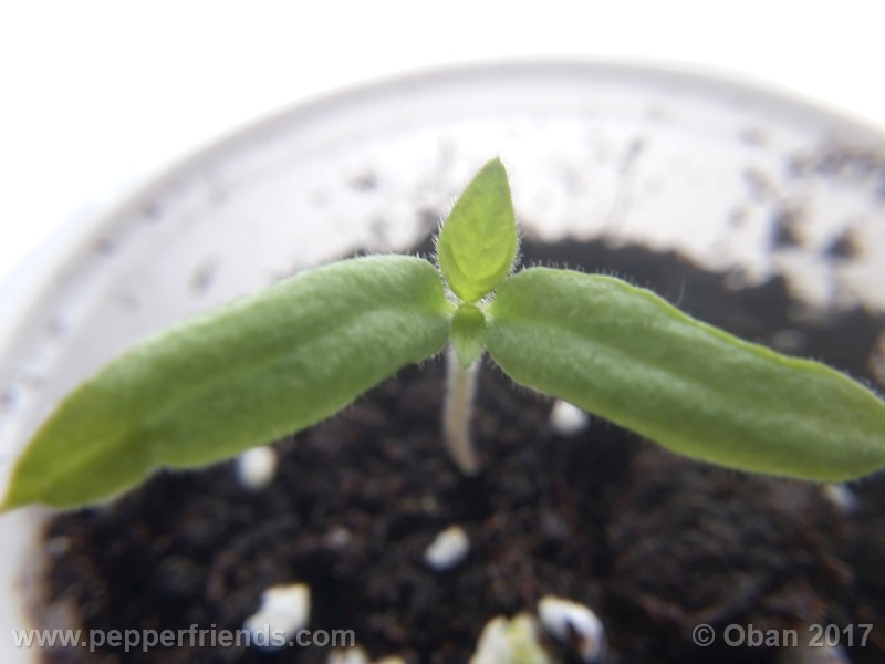 rocoto-sisidro_002_pianta_01.jpg