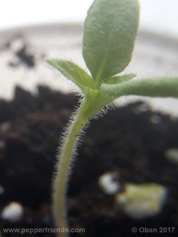 rocoto-sisidro_002_pianta_02.jpg
