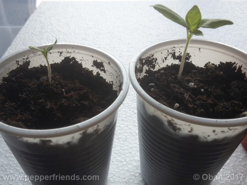 rocoto-sisidro_002_pianta_03.jpg