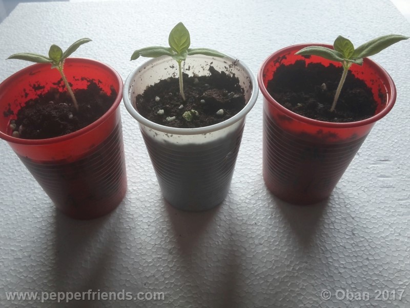 rocoto-sisidro_002_pianta_04.jpg