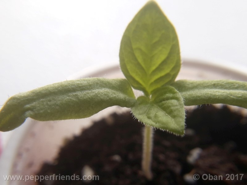 rocoto-sisidro_002_pianta_05.jpg