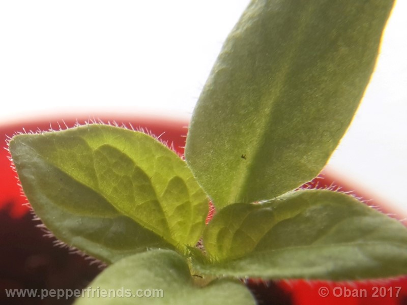rocoto-sisidro_002_pianta_06.jpg
