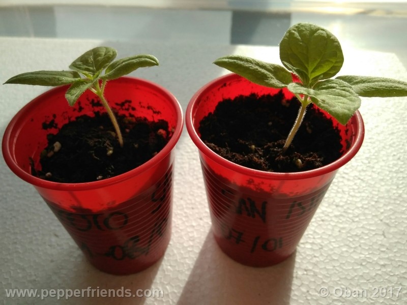 rocoto-sisidro_002_pianta_07.jpg
