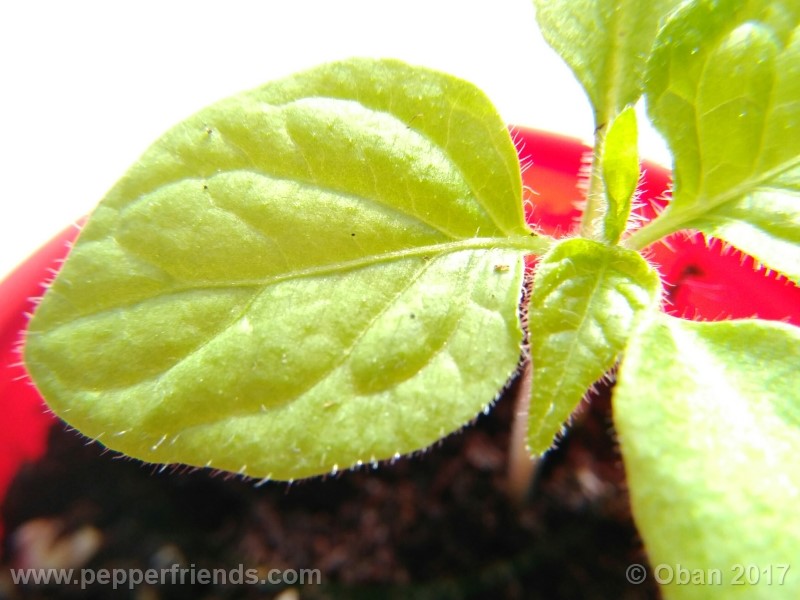 rocoto-sisidro_002_pianta_08.jpg