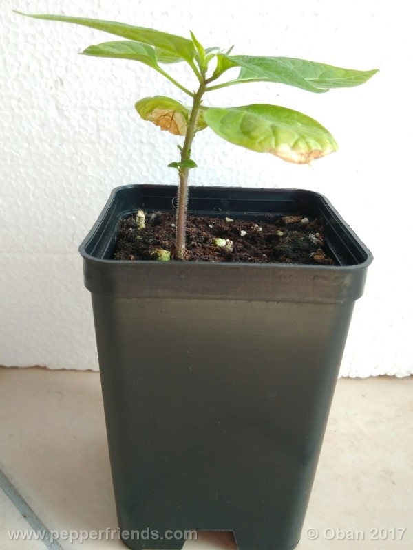 rocoto-sisidro_002_pianta_09.jpg