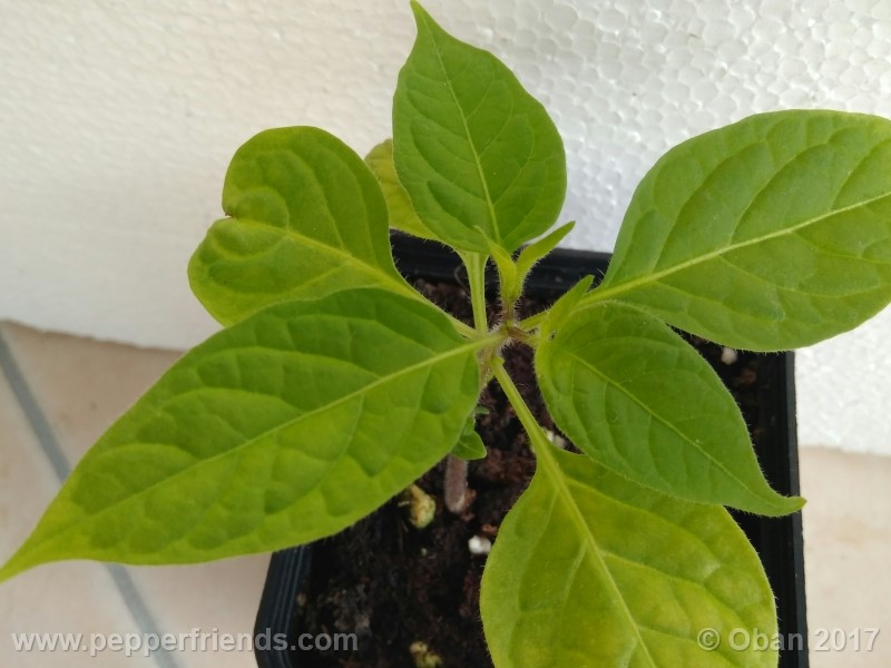 rocoto-sisidro_002_pianta_10.jpg