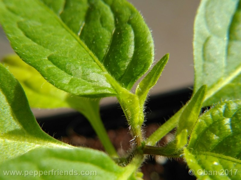 rocoto-sisidro_002_pianta_11.jpg