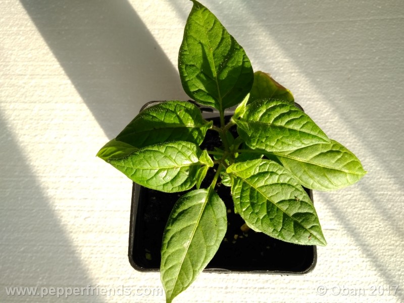 rocoto-sisidro_002_pianta_12.jpg