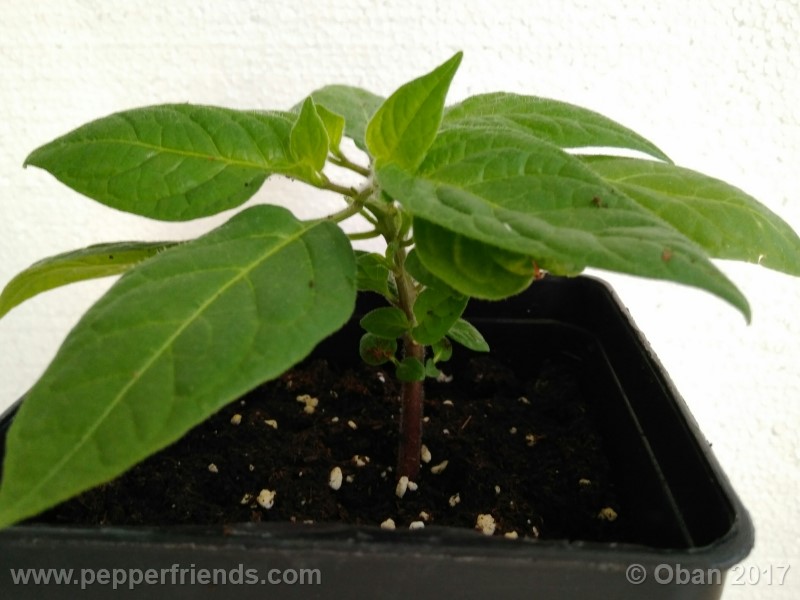rocoto-sisidro_002_pianta_13.jpg