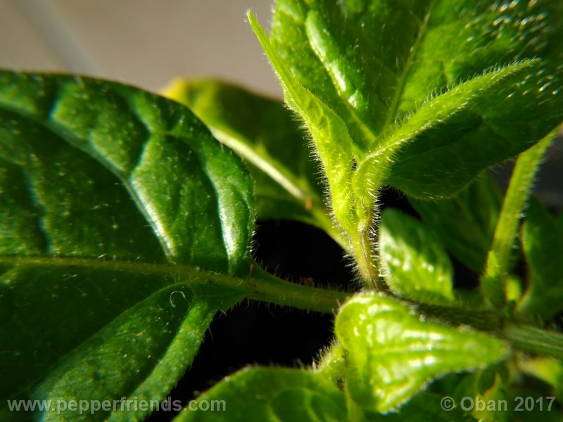 rocoto-sisidro_002_pianta_14.jpg
