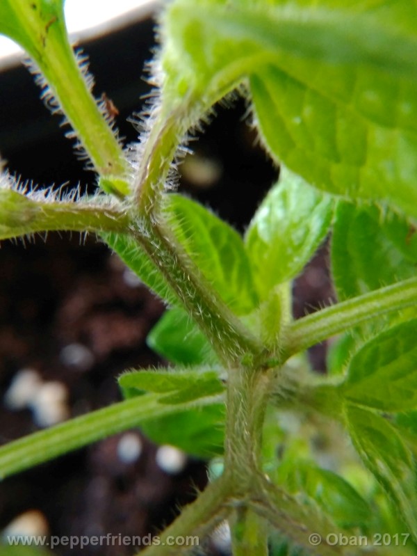 rocoto-sisidro_002_pianta_15.jpg