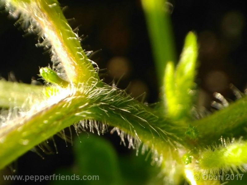 rocoto-sisidro_002_pianta_16.jpg