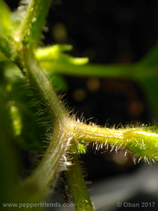 rocoto-sisidro_002_pianta_17.jpg