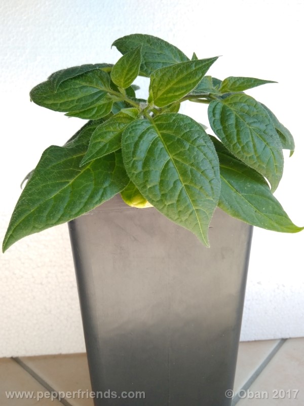 rocoto-sisidro_002_pianta_18.jpg