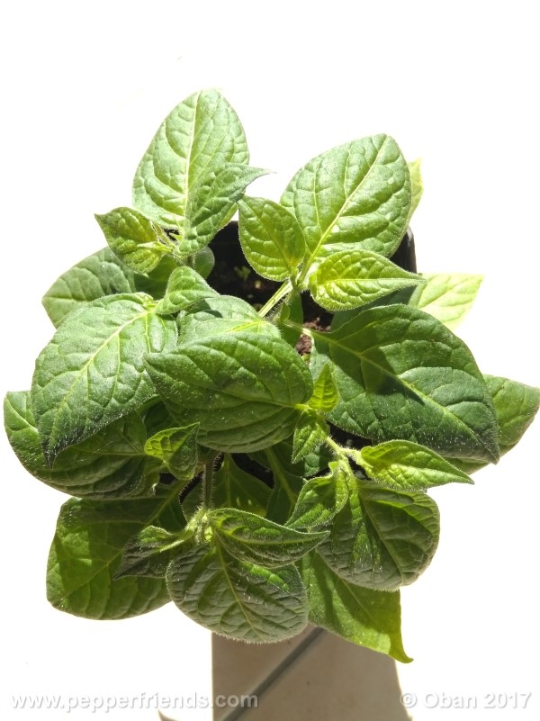 rocoto-sisidro_002_pianta_19.jpg