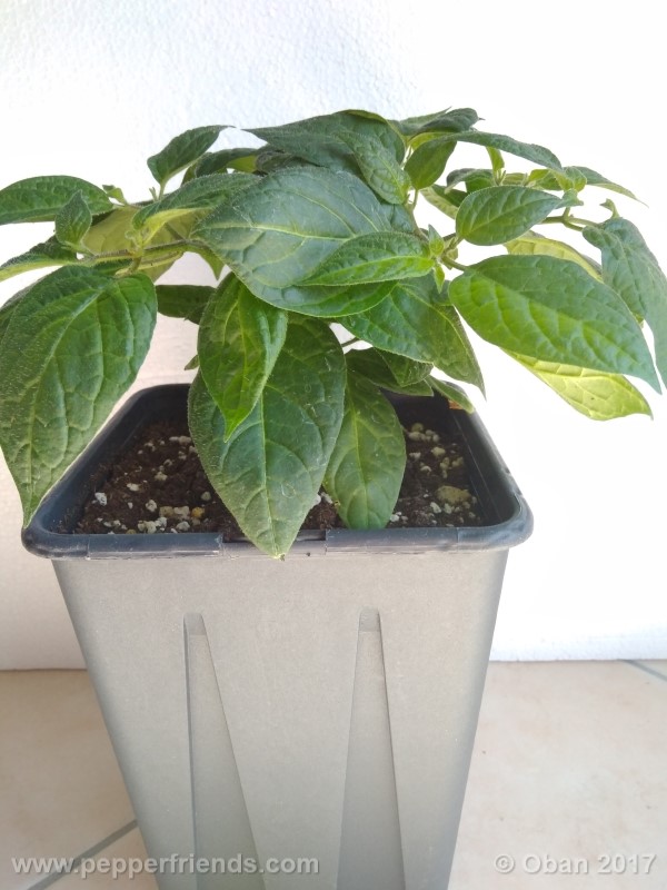 rocoto-sisidro_002_pianta_20.jpg