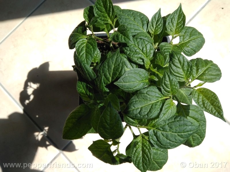 rocoto-sisidro_002_pianta_21.jpg
