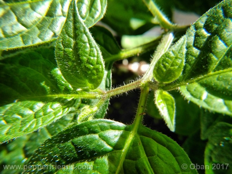 rocoto-sisidro_002_pianta_22.jpg