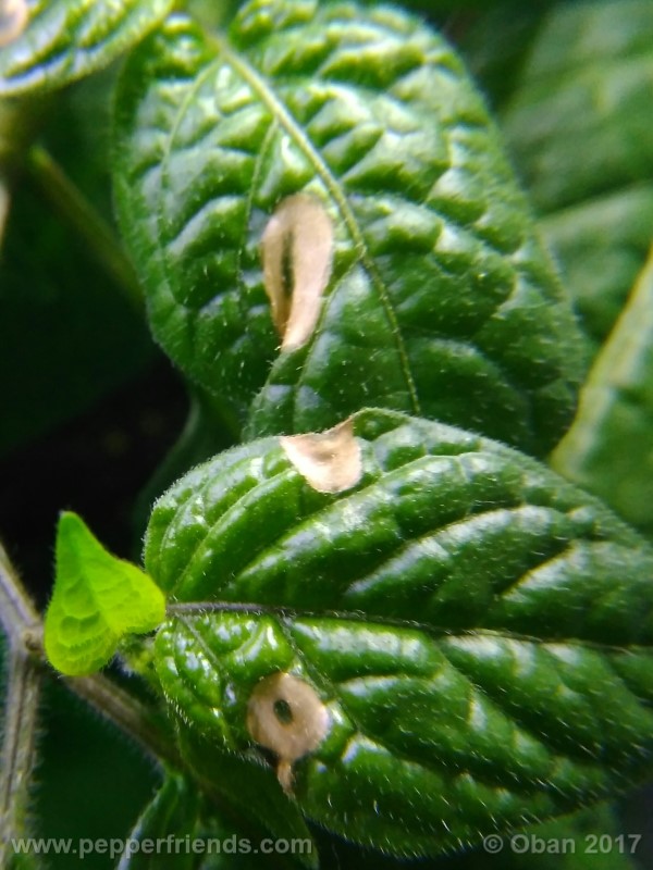 rocoto-sisidro_002_pianta_23.jpg