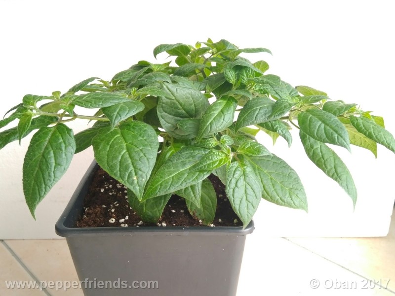 rocoto-sisidro_002_pianta_24.jpg