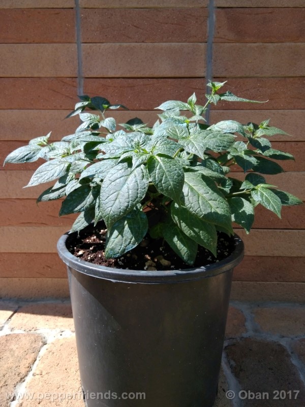 rocoto-sisidro_002_pianta_25.jpg